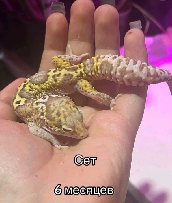 малыш эублефара морфный