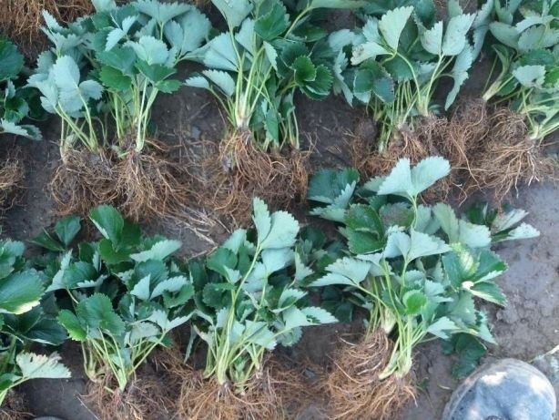 Продавам уникален разсад ягоди и малини