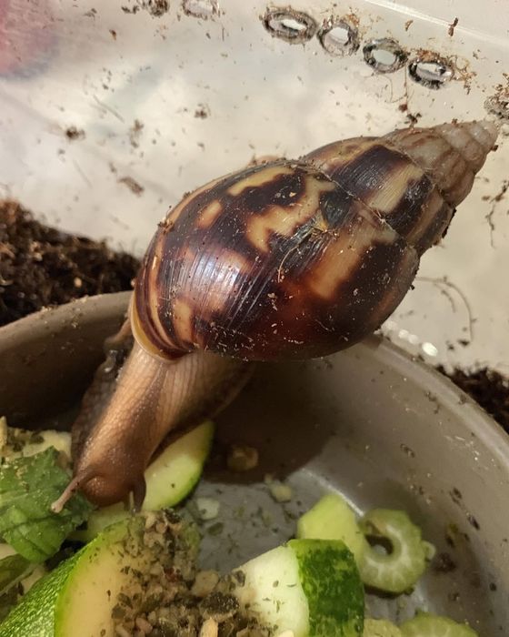 Ulitkala ideal aktiv svejiy yengiii iwlatilmagan