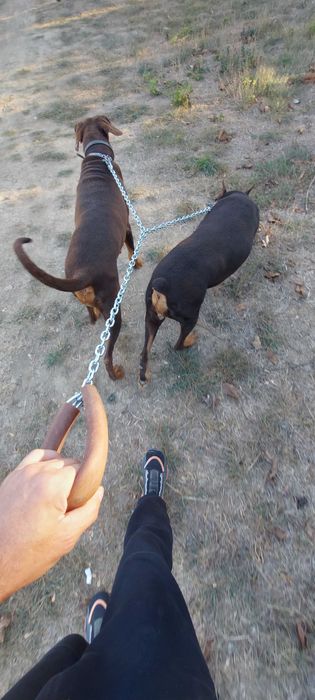 Двоен стабилен - як повод за малки и големи кучета