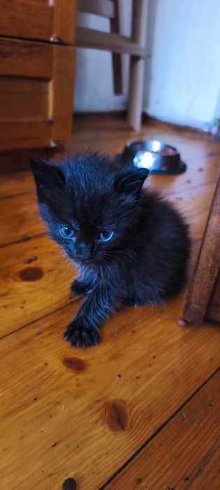 Подаряваме малки котета