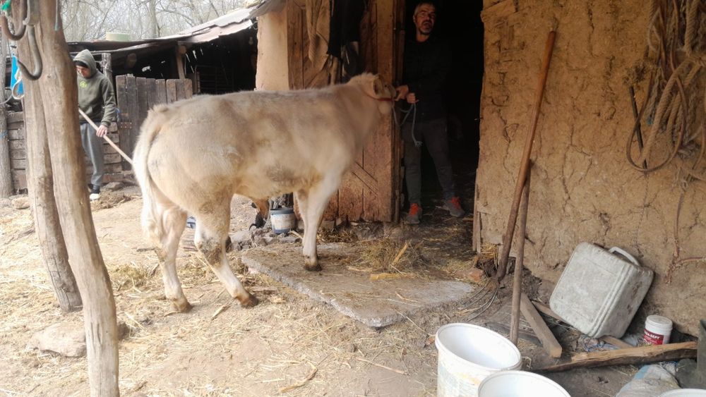 Vând 6 viței începând de la vârsta de 3 luni la 6 luni