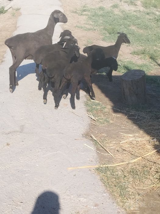 Barala sotiladi  sogʻlom barala