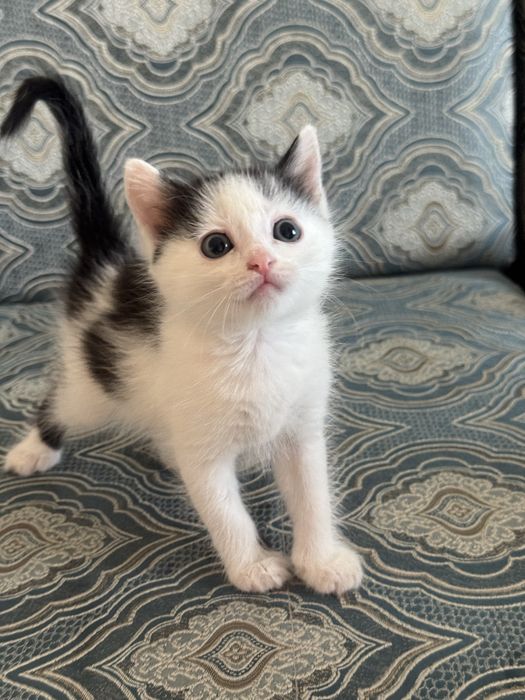 Отдам котят в самые лушче руки