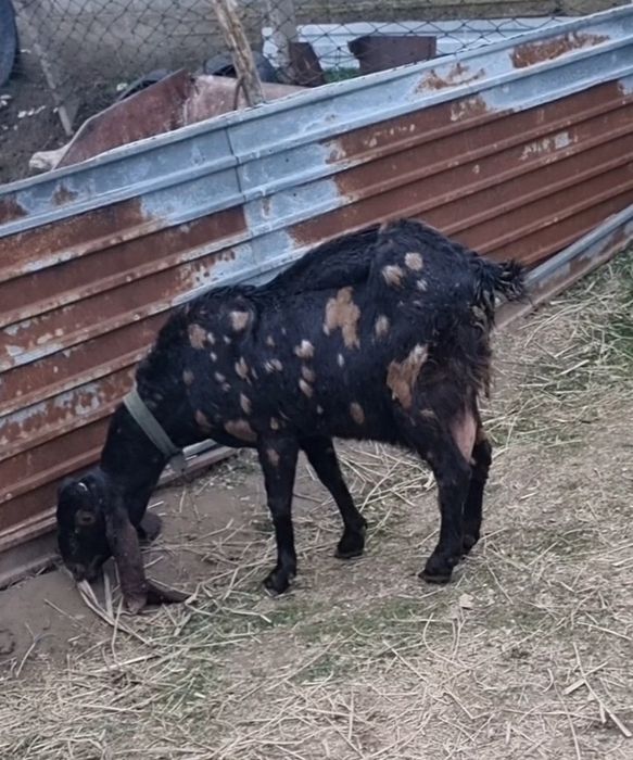 Камори ешкі, коза