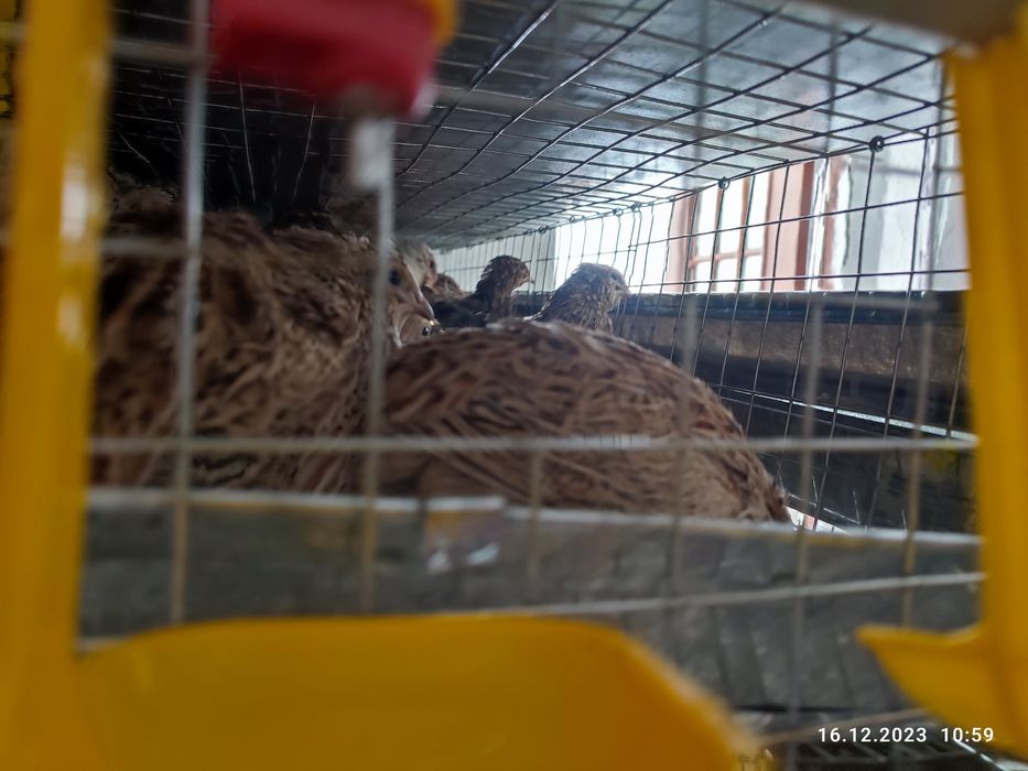 Перепела, Мини ферма.