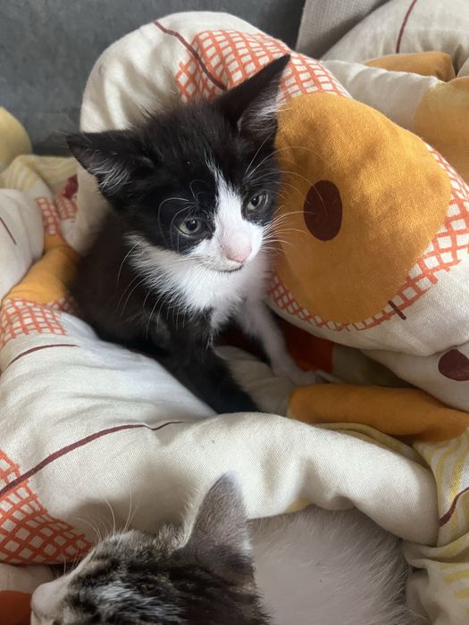 Pui de pisica de dat in adoptie