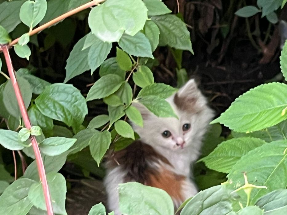 Котята Кот Котенок