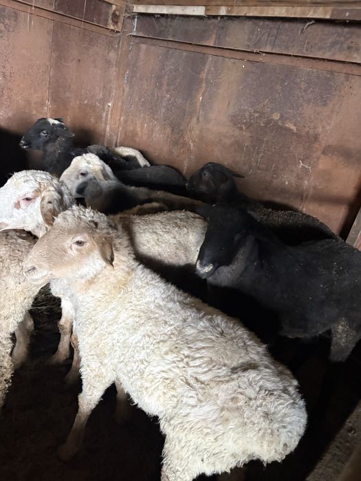 Бараны. Семіз тоқтылар