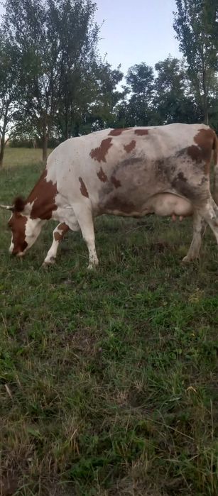 Vând vaca Red holstein