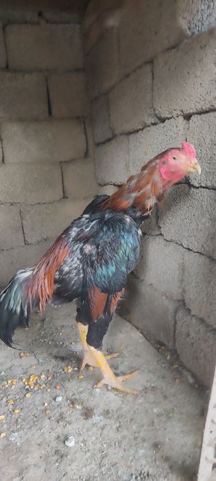 Dakan xoʻrozla sotiladi