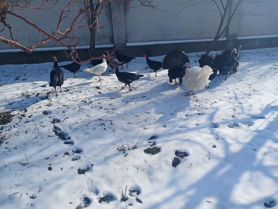 Kurkalar bor sotiladi