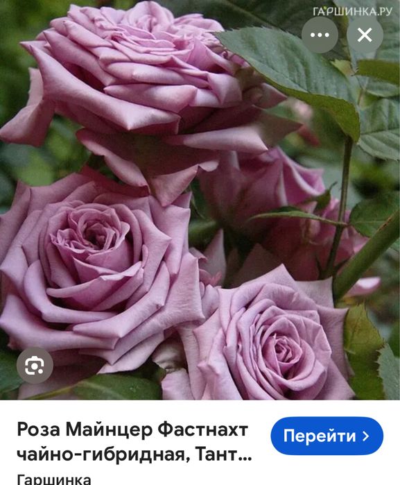 Продам саженцы роз