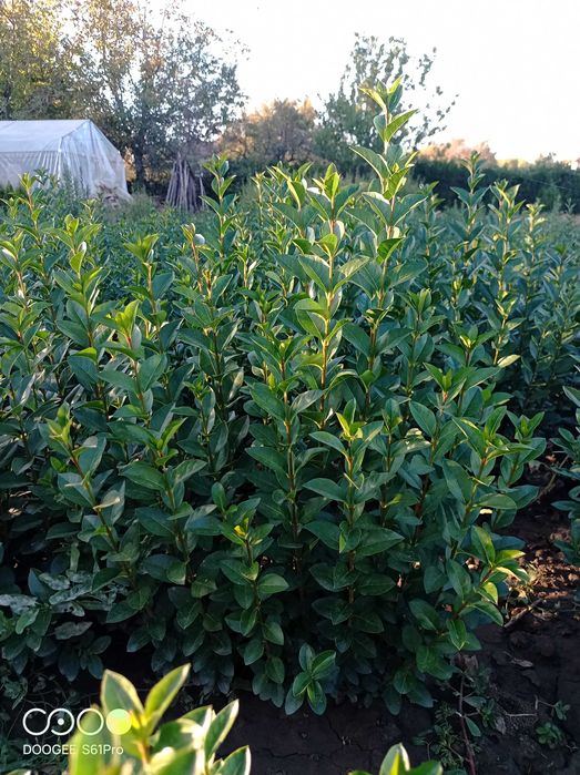 Легуструм  на гол корен -вечнозелен готов за жив  плет!070-1,10см