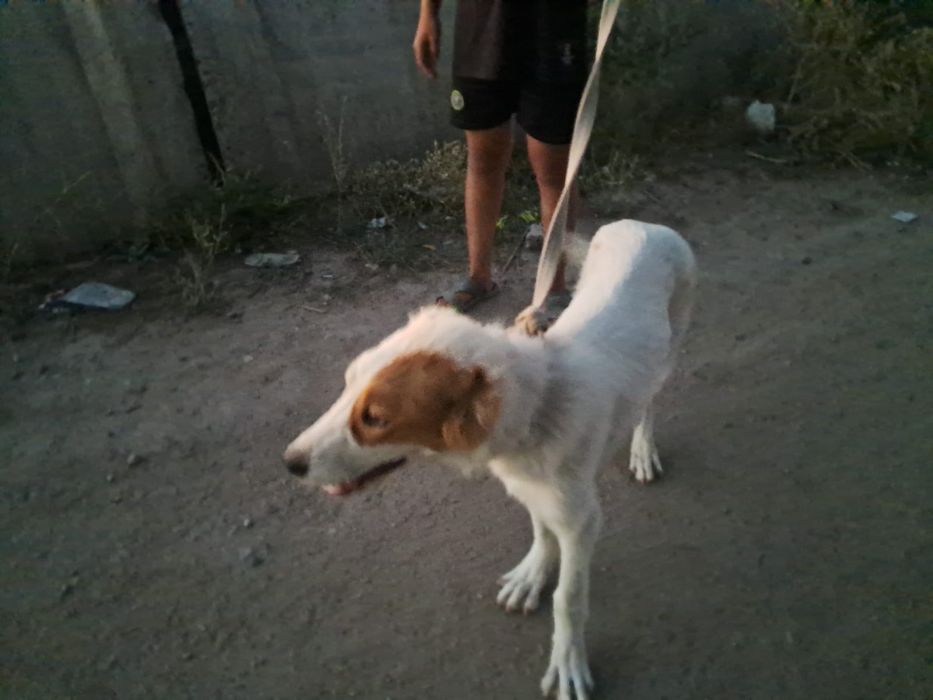 Төбет сатылады 4айлық