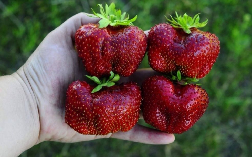 Саженцы клубники крупноплодной