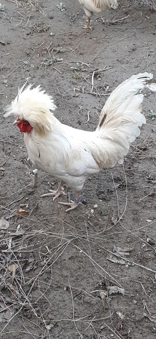 Moțată olandeză de vânzare