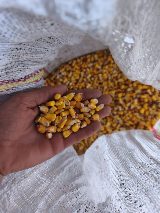 Porumb boabe mărunt