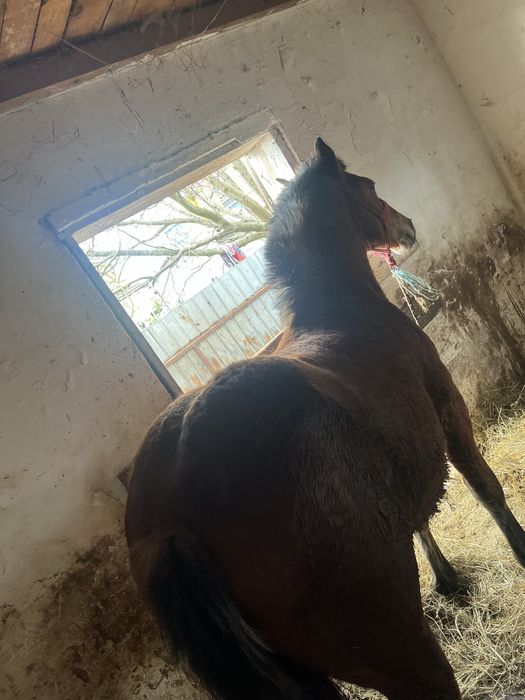 Manz de 8 luni din parinti de 1000 de kg