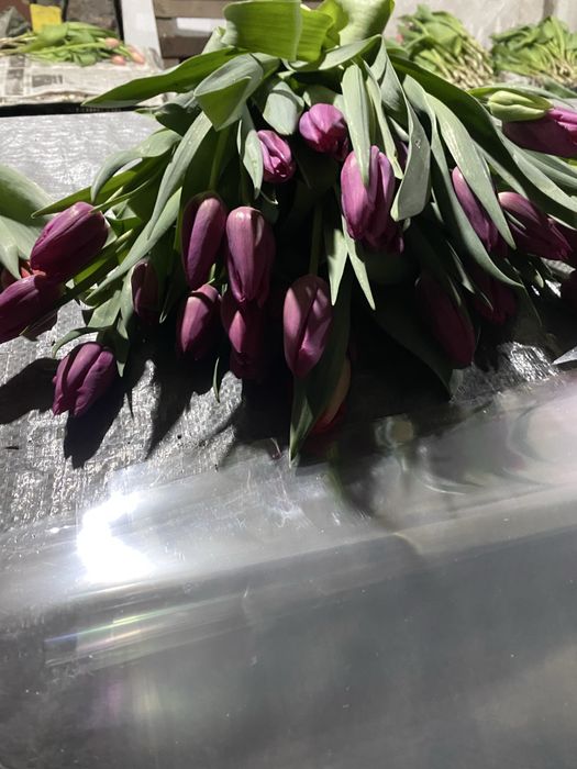 Продам Тюльпаны разных сортов!