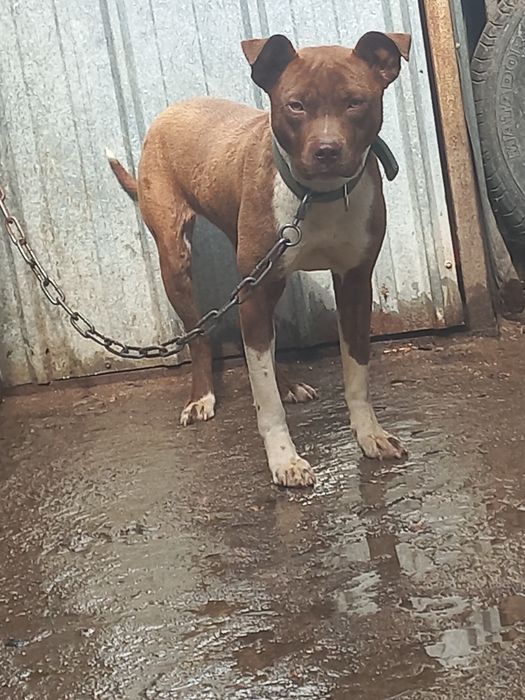 Продам пита сука