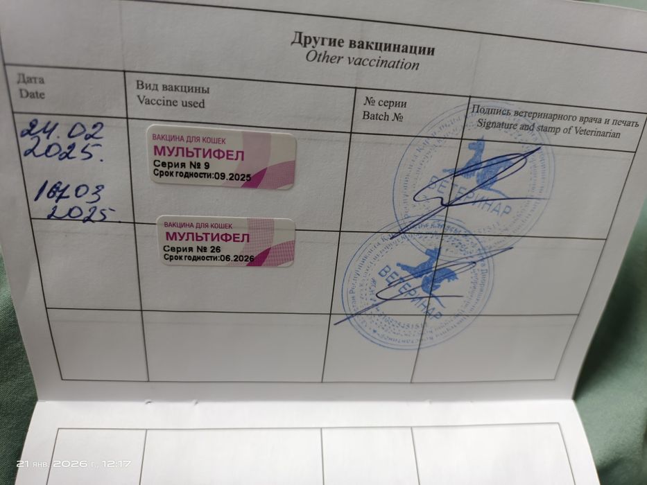 Продам шотландскую вислоухую