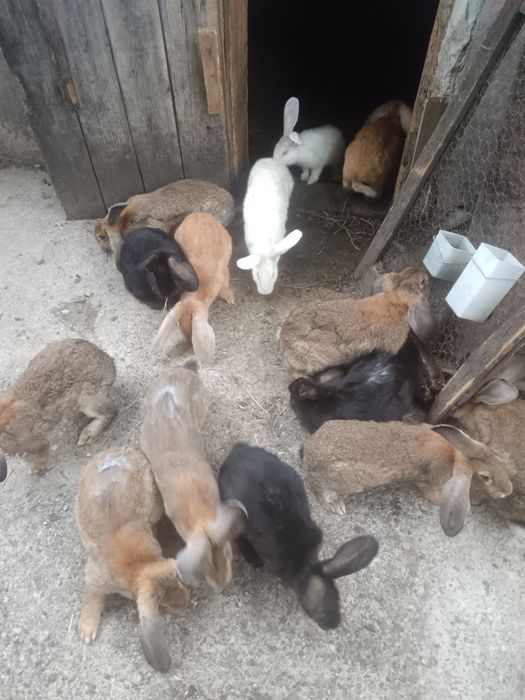 Vând iepuri  diferite vârste