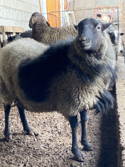 3 ta Qóchqor rassiyski