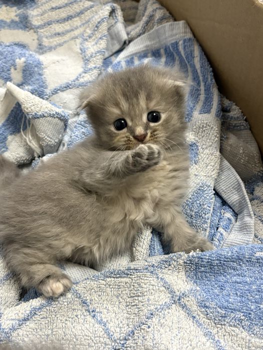 Отдам котят в добрые руки