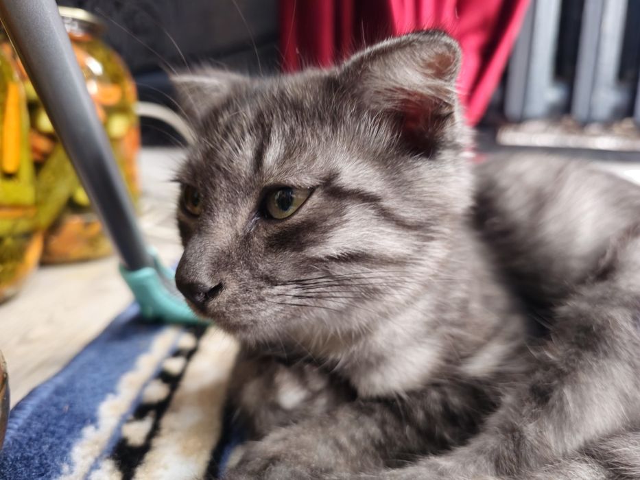 Котенок в добрые руки мальчик