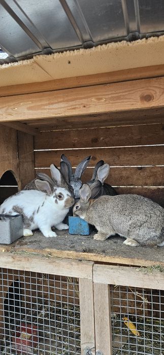 Iepurasi de vânzare