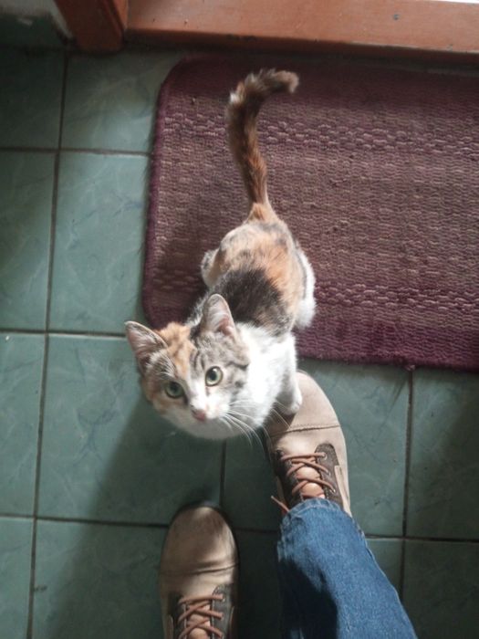 Пропала кошка очень ласковая