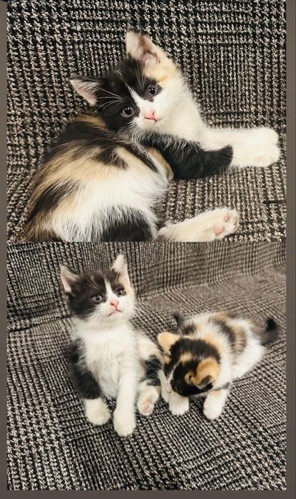 Отдам котят в добрые руки