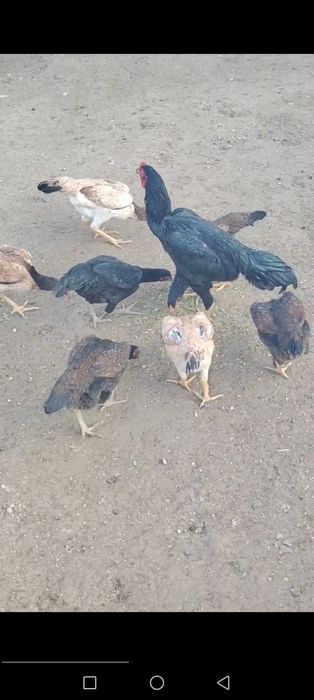 Тухумлар сотилади