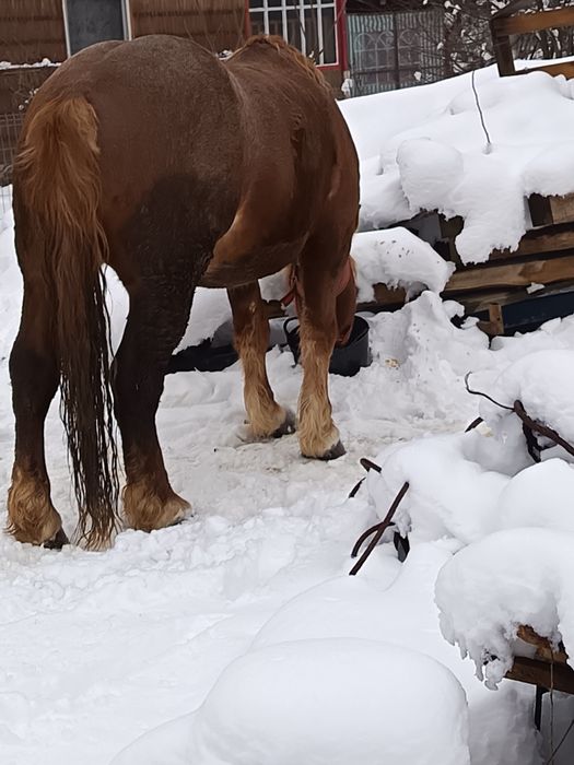 Cal/Armăsar -Mânz armăsar de vânzare