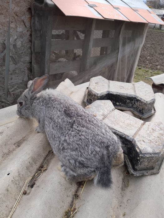 Iepuri uriasi german