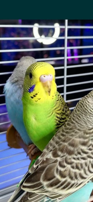 Попугай  домашний