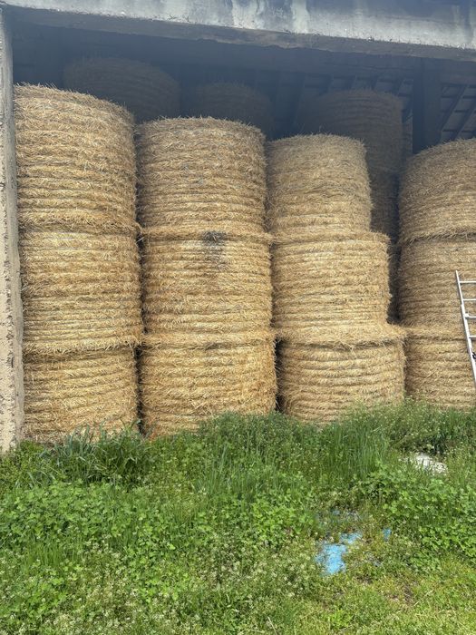 ролони бали слама