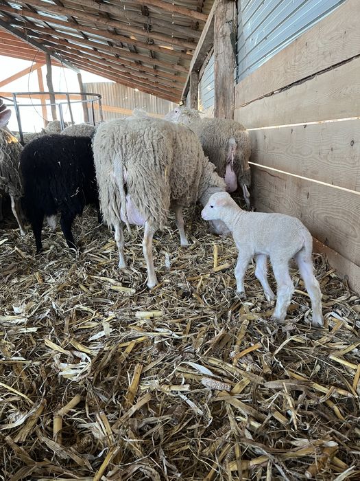 Vand oi rasa friză germana