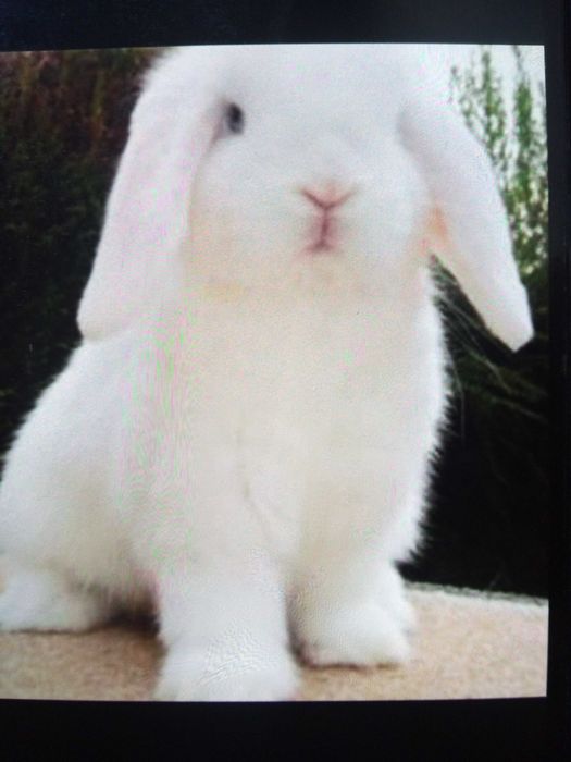 Iepuraș pitic mini lop de vânzare