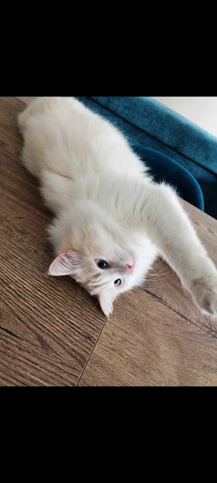 Отдам кота бесплатно