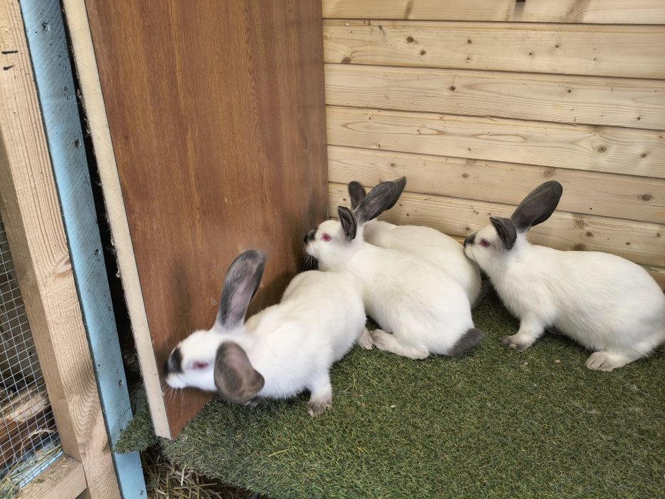 Vând iepuri Uriaș de Transilvania