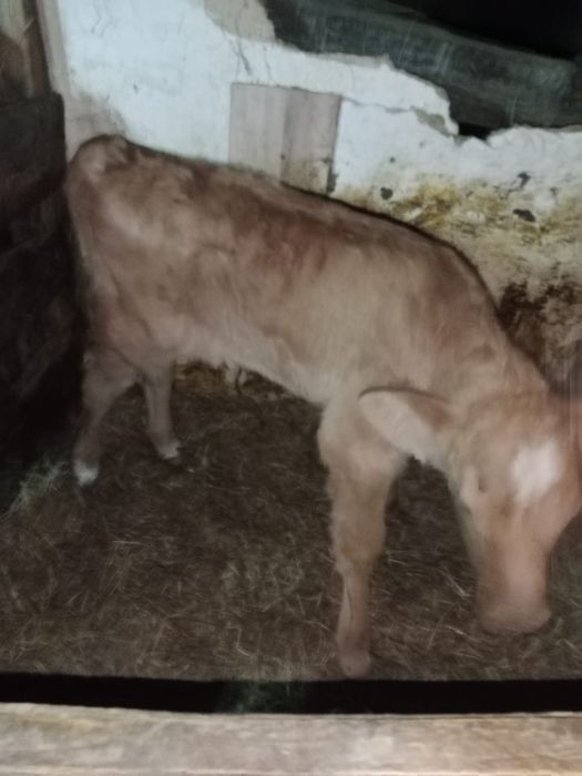 продается телята