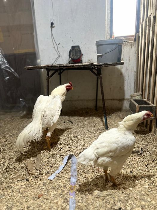 Продам даканов парачку