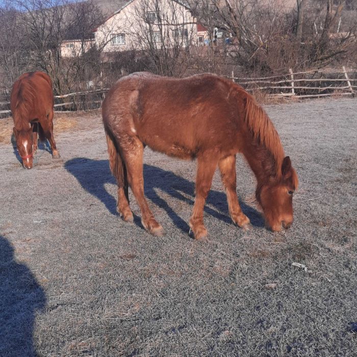 Vând două mânze surori una de 2 ani si cealata de 1 an