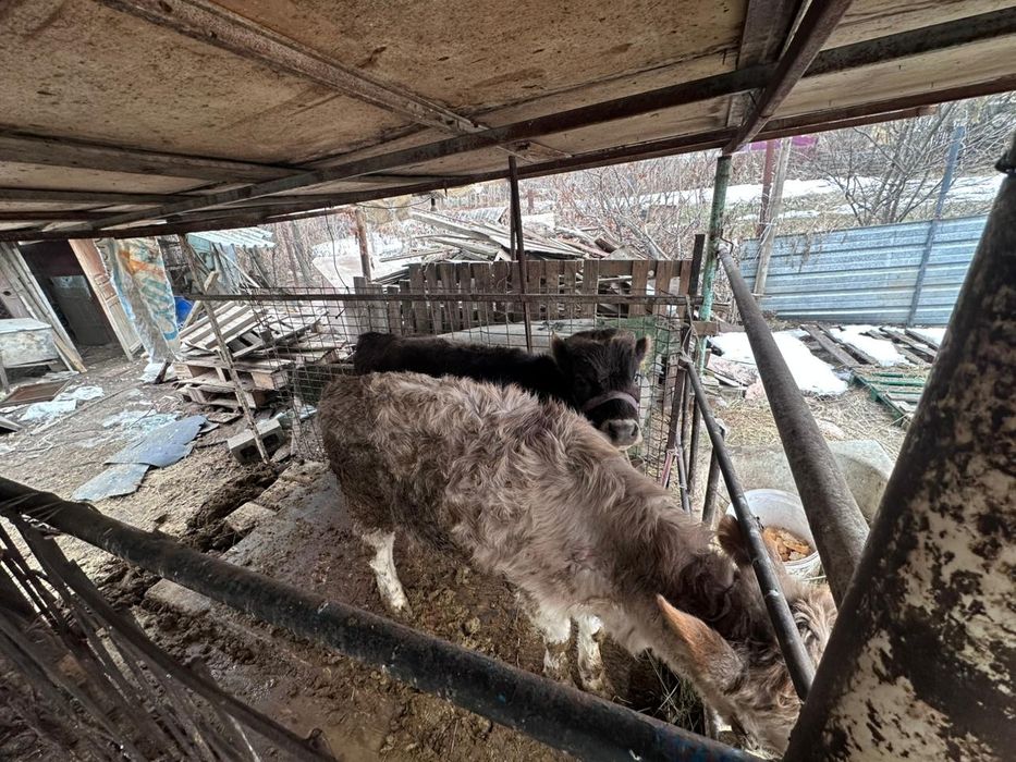 Продам телят 6 месяцев