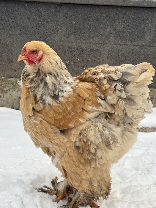 Puicuțe Brahma de Anul Trecut