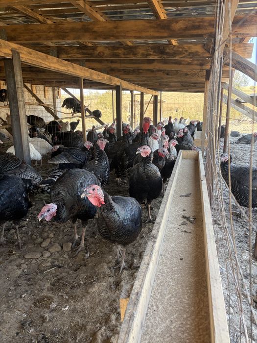 Продам индюков, бронза 708