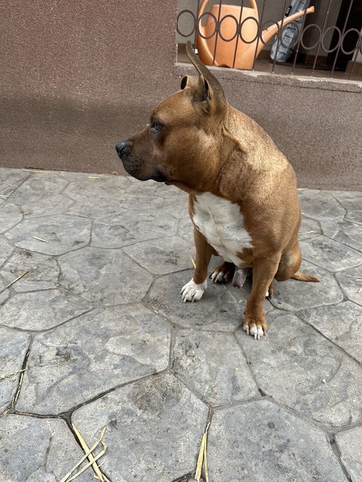 Urgent. Se dă spre adopție Amstaff