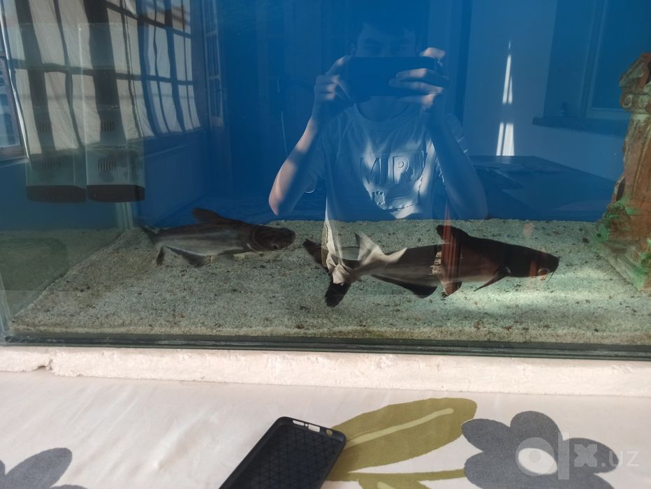 Akula pangasius srochno 30sm